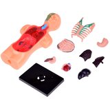  Edukativni set anatomija ljudskog tijela | shoptok.hr