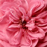 Chantecaille Rose de Mai Body Cream with Retinol krema za tijelo s retinolom 150 ml | shoptok.hr