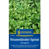 KIEPENKERL Novozelandska špinača "Tetragonia" - 1 pkt. | Shoptok.si