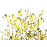 AmeliaHome Umetna rastlina (višina 27 cm) Babi – | Shoptok.si