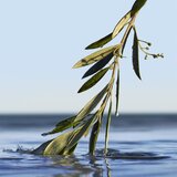 Hugo Boss Boss Bottled Infinite parfumska voda 100 ml za moške | Shoptok.si