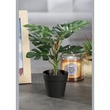  FILODENDRON 31CM 49692 STAR | Eponuda.ba