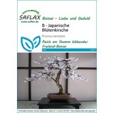 Saflax Bonsai - japonska češnja cene