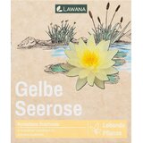 LAWANA Nymphaea Natura Coco "Sulphurea" - 1 k. u