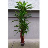 Lilium stablo dracena 1x3 170cm 137618 Cene