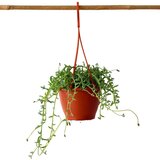 Plant in a Box rastlina delfinov - senecio peregrinus - višina 10-20cm - ⌀12cm, (21758251) | Shoptok.si
