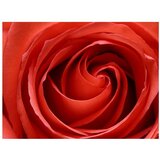  Tapeta - Awakening rose 300x231 | shoptok.hr