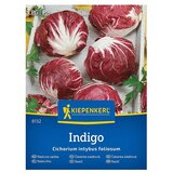KIEPENKERL Zelenjavna semena Radič Indigo F1 (Cichorium intybus, Čas žetve: September) | Shoptok.si