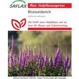 Saflax Navadna krvenka - 1 pkt. | Shoptok.si