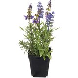 Mömax Sivka Lavendel Ii -Paz- | Shoptok.si