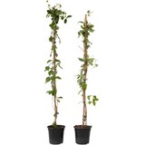 Plant in a Box kosteničevje - 2 kos - lonicera 'american beauty' - višina 110-120cm - ⌀17cm, (21757819) | Shoptok.si