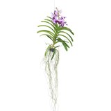Plant in a Box Orhideja vanda - Vanda 'Lila' - Višina 55-65cm, (21757939) | Shoptok.si