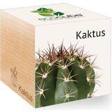 Feel Green ecocube "Exotics" - kaktus Cene