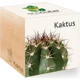 ecocube "Exotics" - kaktus