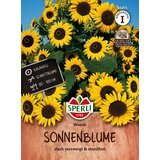 BIO sončnice - 1 pkt. Cene