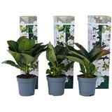 Plant in a Box hortenzija - 6 kos - hydrangea macrophylla 'benxi' - višina 25-40cm - ⌀9cm, (21757753) | Shoptok.si
