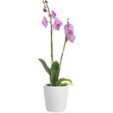  KERAMIČNI NOTRANJI LONEC THALIA 14 CM BEL | Shoptok.si