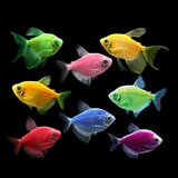 Akvarijum Centar Color tetra | ePonuda.com