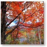  Slike na platnu drveće (moderne slike na platnu) | ePonuda.com