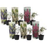 Plant in a Box davidov metuljnik - 6 kos - buddleja davidii - višina 25-40cm - ⌀9cm, (21757681) Cene