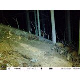 Keepguard Lovska kamera KG795W in klasični daljnogled FOMEI 7-21x40 ZCF Zoom + 32GB SD kartica in 8 baterij! | Shoptok.si