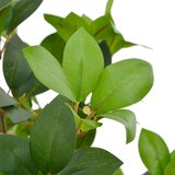  Umjetno stablo lovora s posudom zeleno 90 cm | Eponuda.com