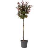 Plant in a Box japonski javor - acer palmatum 'shaina' - višina 80-90cm - ⌀19cm, (21757540) | Shoptok.si