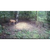 OXE Kamera za lov Viper i klasični dvogled FOMEI 7-21X40 ZCF Zoom + SD kartica 32GB, 4 baterije i stativ! | shoptok.hr