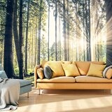  Samoljepljiva foto tapeta - Forest Walk 245x175 Cijene