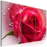  Slika - Lady Rose - triptych 60x40 Cijene
