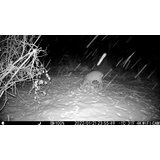 OXE Lovska kamera Tarantula WiFi 4K in klasični daljnogled FOMEI 7-21X40 ZCF Zoom + 32GB SD kartica, 8 kom baterija in stojalo! | Shoptok.si