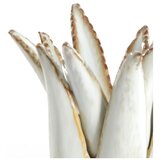 Light & Living Keramičen svečnik Cactus – | Shoptok.si