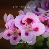 Friendly Soap Natural Soap Rose Geranium prirodni sapun 7x95 g | shoptok.hr