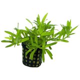 Rainforest heteranthera zosterifolia Cene