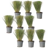 Plant in a Box bodalica - 9 kos - stipa tenuifolia 'pony tails' - višina 20-30cm - ⌀9cm, (21778527) | Shoptok.si