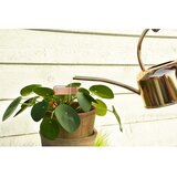 Esschert Design Zalivalka - zlata | Shoptok.si