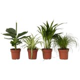 Plant in a Box hišnim ljubljenčkom prijazne rastline - 4 kos - višina 25-40cm - ⌀12cm, (21758298) | Shoptok.si
