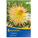 KIEPENKERL Lukovice jesenskog cvijeća (Dahlia 'Spassmacher', 1 Kom.) | shoptok.hr
