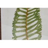 Slika Home ESPRIT Kristal Jelka 45 x 2,5 x 70 cm | Shoptok.si