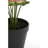 Light & Living Umjetna biljka (visina 40 cm) Caladium – | shoptok.hr