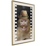  Poster - Dressed Up Monkey 40x60 | shoptok.hr