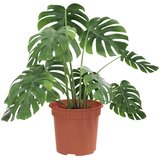  Okrugla saksija za cveće 24 pcs Crvena cigla Ø 15 x 12 cm | Eponuda.ba