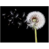  Tapeta - Wind and dandelion 250x193 | shoptok.hr