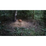 OXE Kamera za lov Viper i klasični dvogled FOMEI 7-21X40 ZCF Zoom + SD kartica 32GB, 4 baterije i stativ! | shoptok.hr