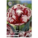  Cvjetne lukovice Tulipan Double Late Carnaval De Nice (Crvena, Botanički opis: Tulipa) Cijene