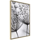  Poster - Dew in the Macro Scale 30x45 | shoptok.hr