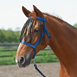 Busse Pašna oglavka z resicami, royal blue - Full | Shoptok.si
