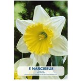  Cvjetne lukovice Narcisa Ice Follies (Botanički opis: Narcissus, Žuto - bijela) Cijene