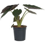 Plant in a Box alokazija - alocasia 'wentii' - višina 70-80 cm - ⌀19cm, (21757919) Cene