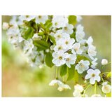  Tapeta - Beautiful delicate cherry blossoms 350x270 | shoptok.hr
